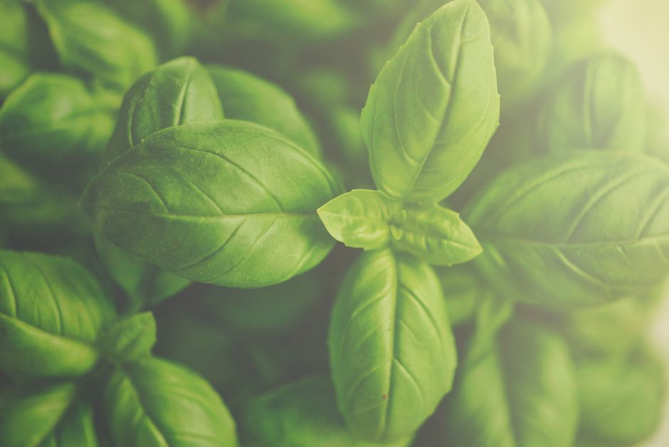 Adaptogen Stack: Combining Ashwagandha, Rhodiola, and Holy Basil - The Biohacking